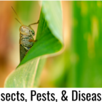 Click to shop Insects, Pests, & Diseases